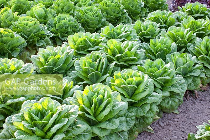 Romaine Lettuce, Lactuca sativa, Romaine Lettuce, Lactuca sativa 