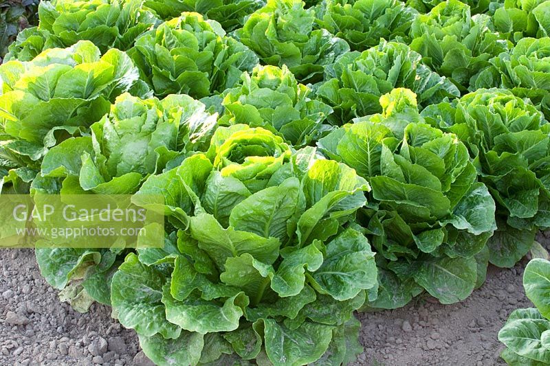 Romaine lettuce, Lactuca sativa Lucior 