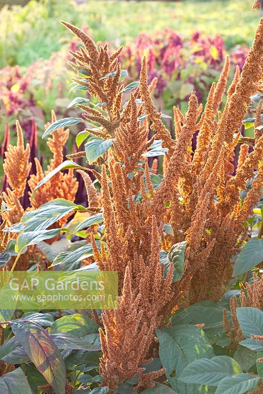 Foxtail, Amaranthus cruentus Upright Mix 