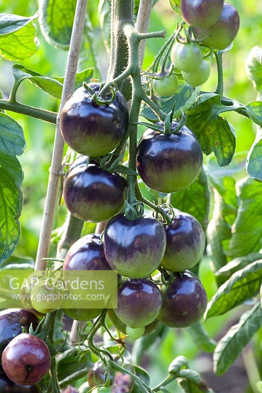 Tomatoes, Solanum lycopersicum Indigo Rose 