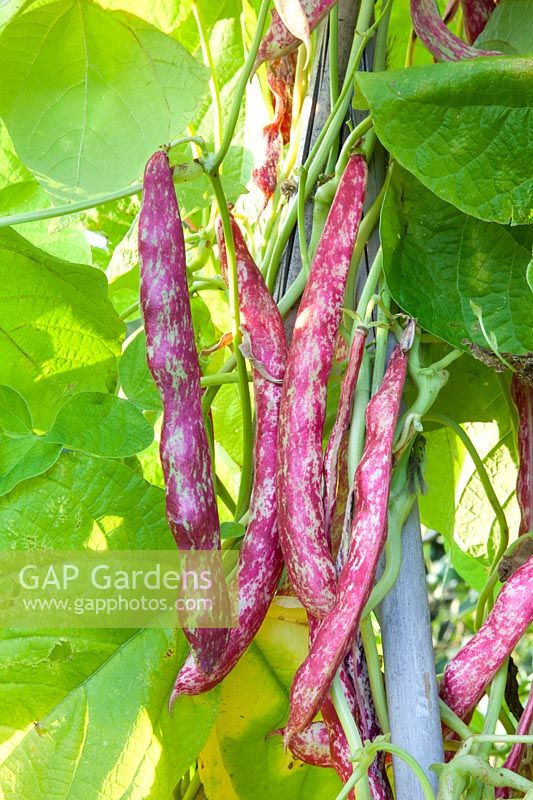 Runner beans, Phaseolus vulgaris Borlotto fire tongue 