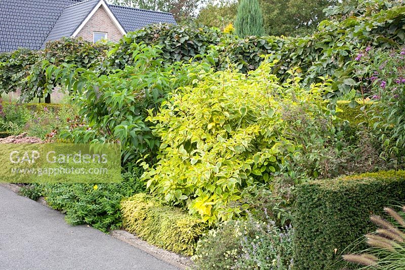 Hedge along a driveway, Cornus, Lonicera, Sedum 