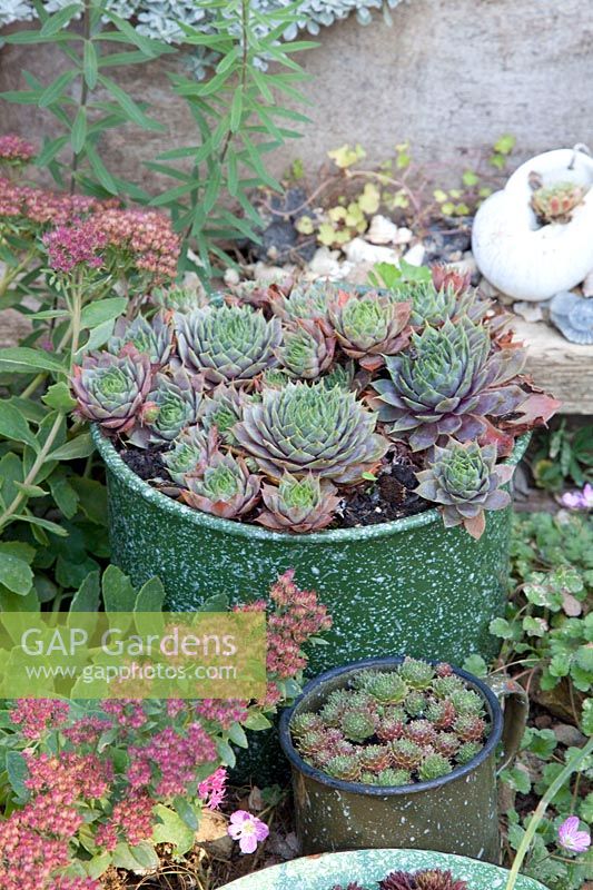 Collection of roofleeks, Sempervivum 