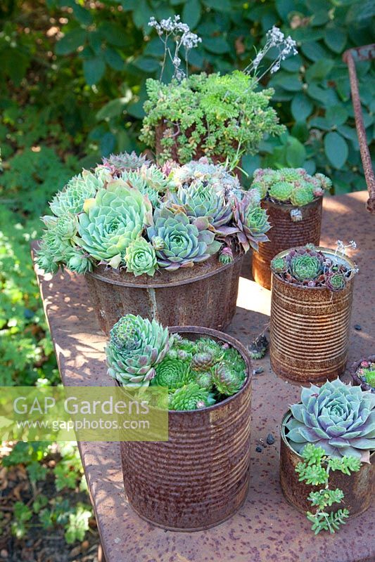 Collection of roofleeks, Sempervivum 