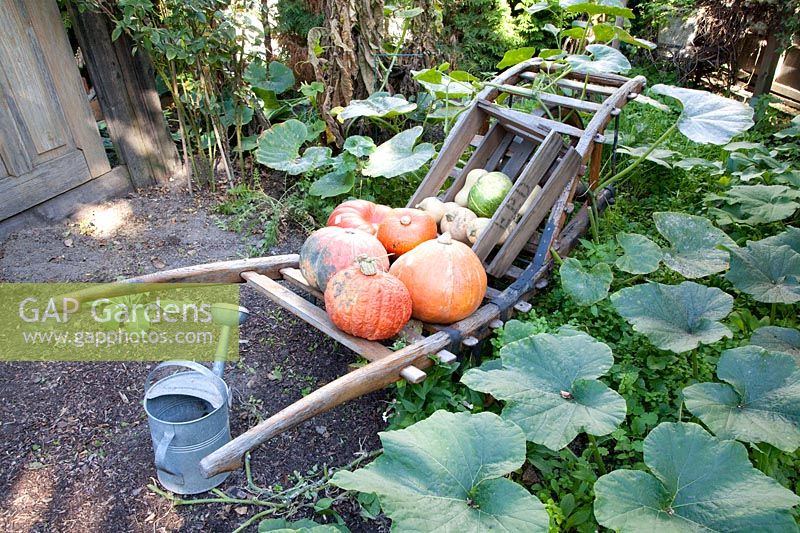 Pumpkins on a wheelbarrow 