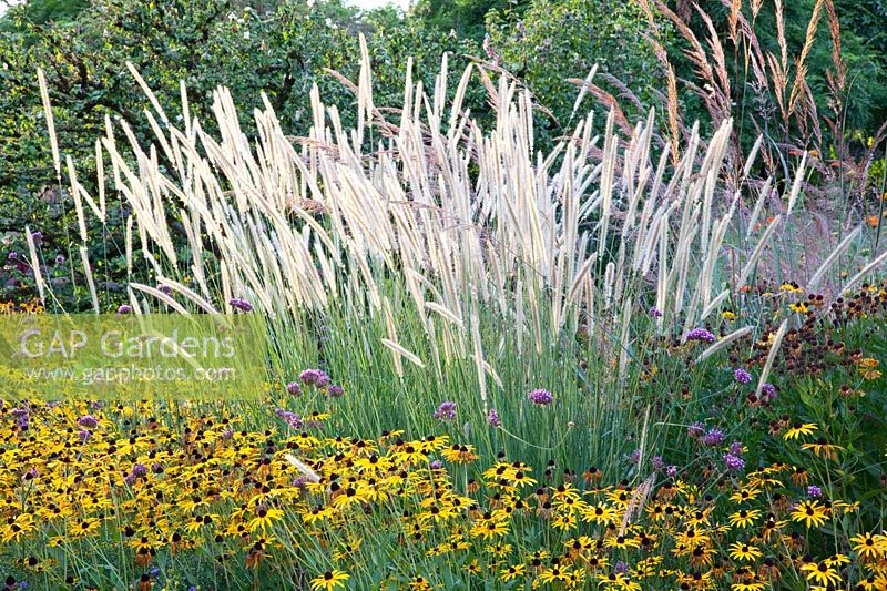 African fountain grass, Pennisetum macrourum White Lancer 