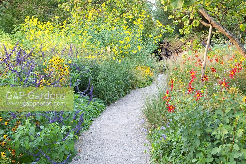 Path in the autumn garden, Salvia, Dahlia Honka Red, Helianthus 