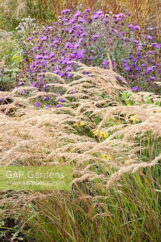 Silver-eared grass, Stipa calamagrostis 