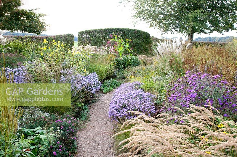 Autumn bed with Aster, Stipa calamagrostis, Miscanthus sinensis Red Arrow, Molinia caerulea 