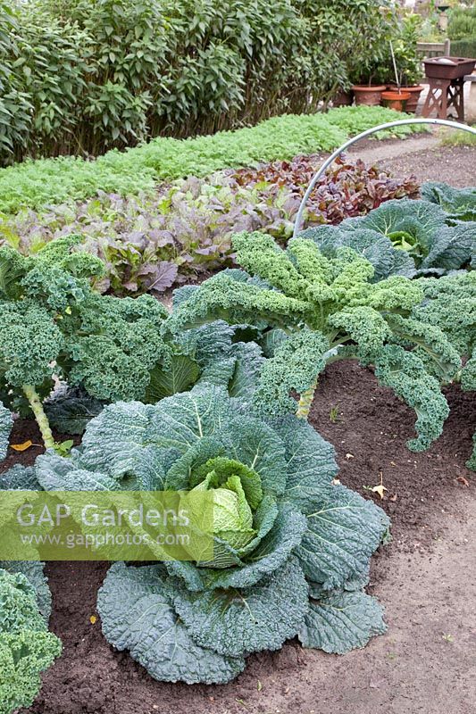 Savoy cabbage and kale in October 