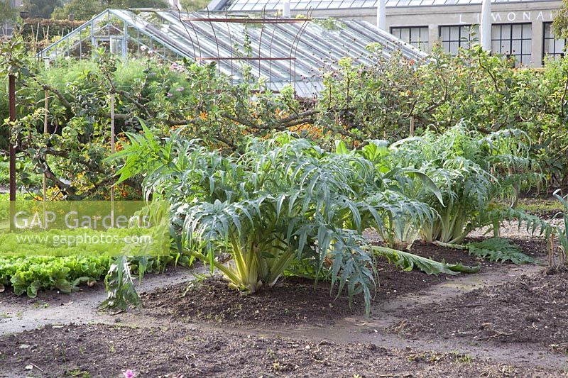 Artichoke in autumn, Cynara 