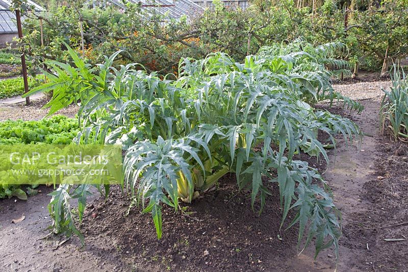 Artichoke in autumn, Cynara 