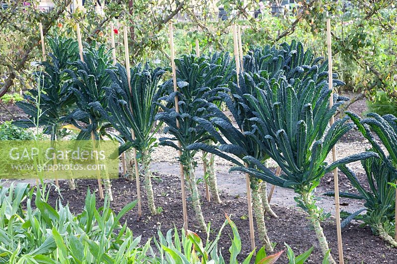 Palm cabbage with bamboo pole supports, Brassica oleracea Nero di Toscana 
