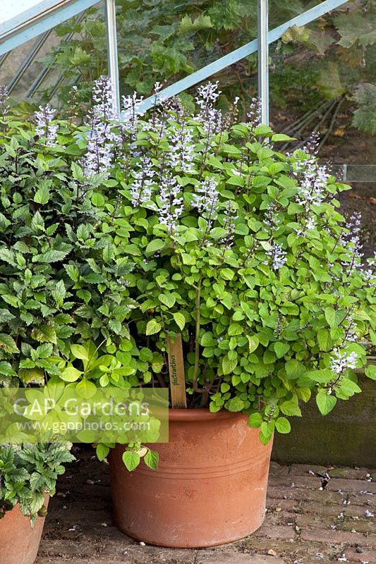 Harp tree, Plectranthus fruticosus 