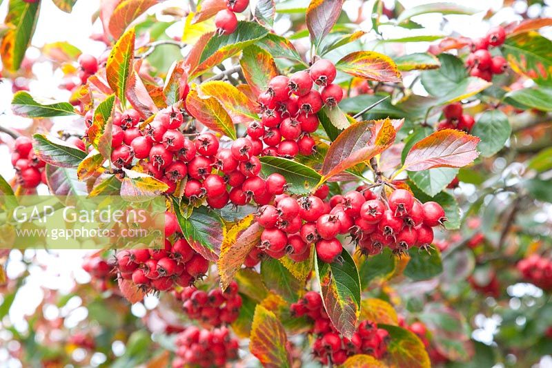 Hawthorn in autumn, Crataegus succulenta Jubilee 