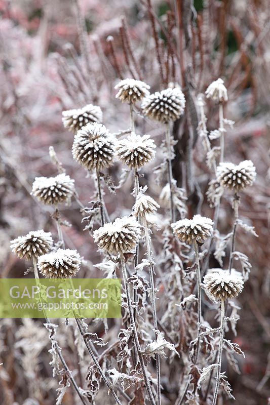 Seed head of globe thistle in frost, Echinops ritro 