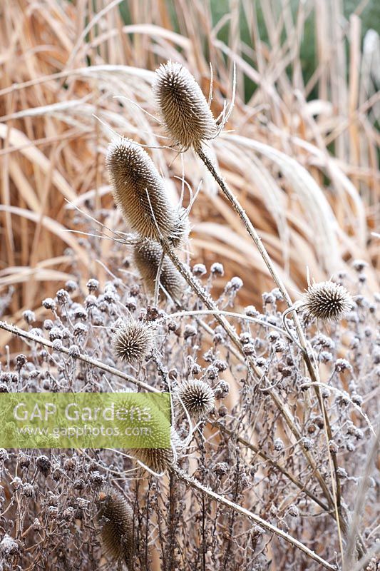 Seed heads of wild teasel in frost, Dipsacus sylvestris 