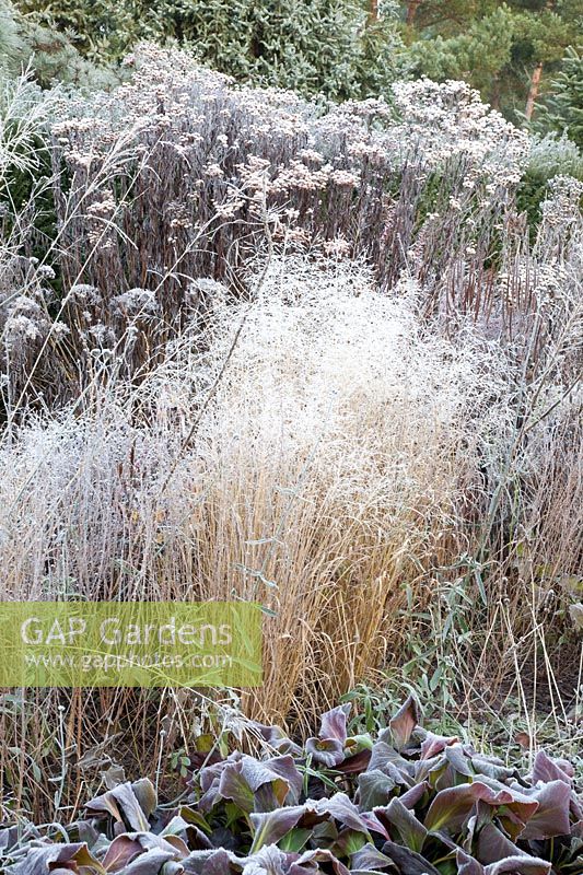 Hairgrass and Bergenia in frost, Deschampsia cespitosa, Bergenia 