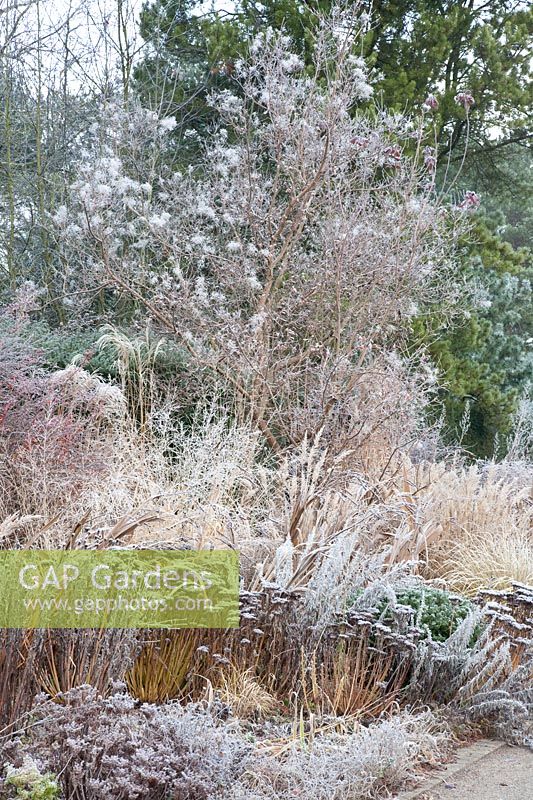 Bed with smoke tree in frost, Cotinus coggygria 