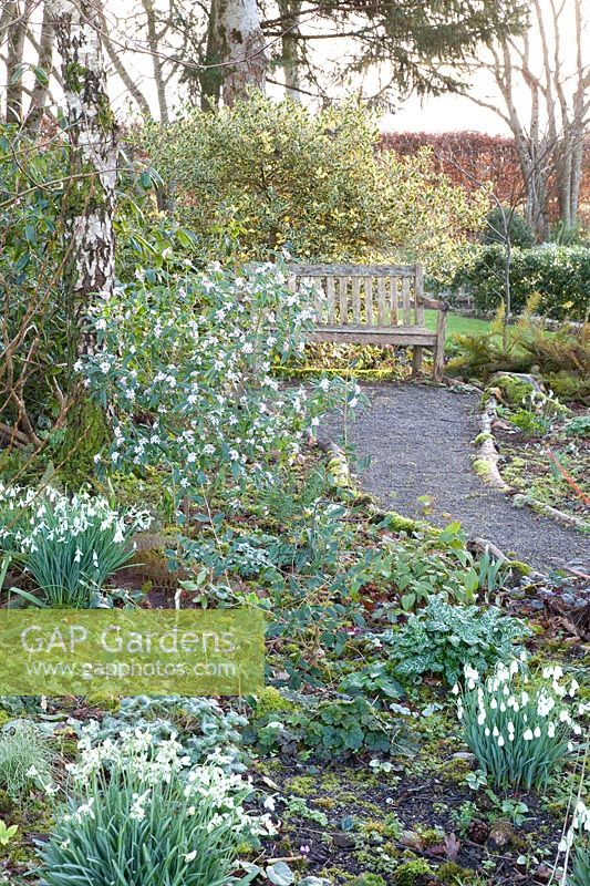 Seating area with holly and flowering daphne, Daphne bholua 