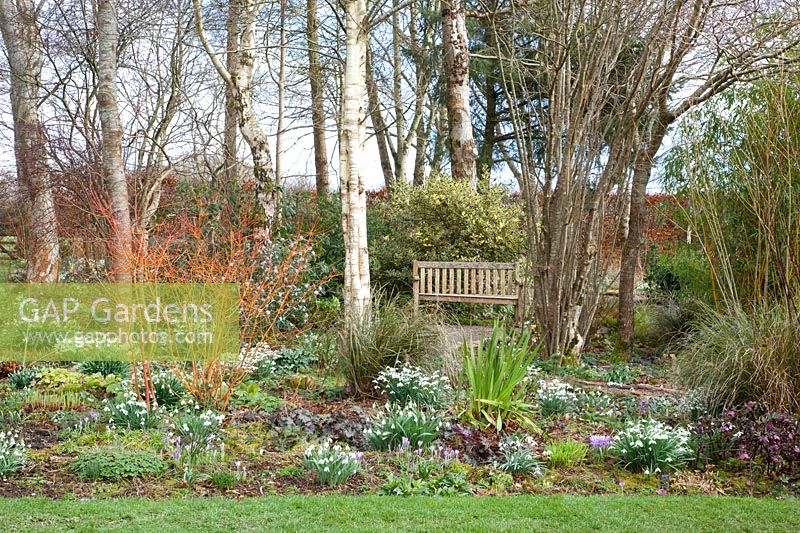 Woodland garden in February, Daphne bholua, Galanthus, Cornus sanguinea Midwinter Fire 