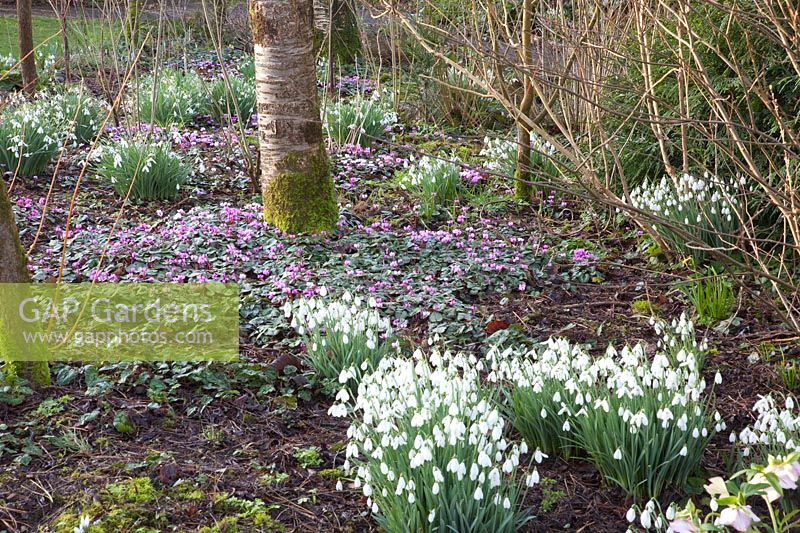Winter cyclamen and snowdrops under trees, Cyclamen coum, Galanthus 