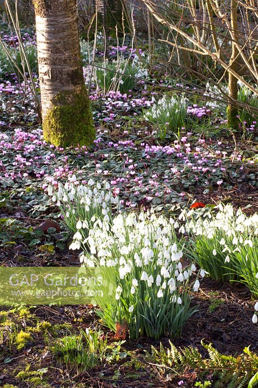 Winter cyclamen and snowdrops under trees, Cyclamen coum, Galanthus 