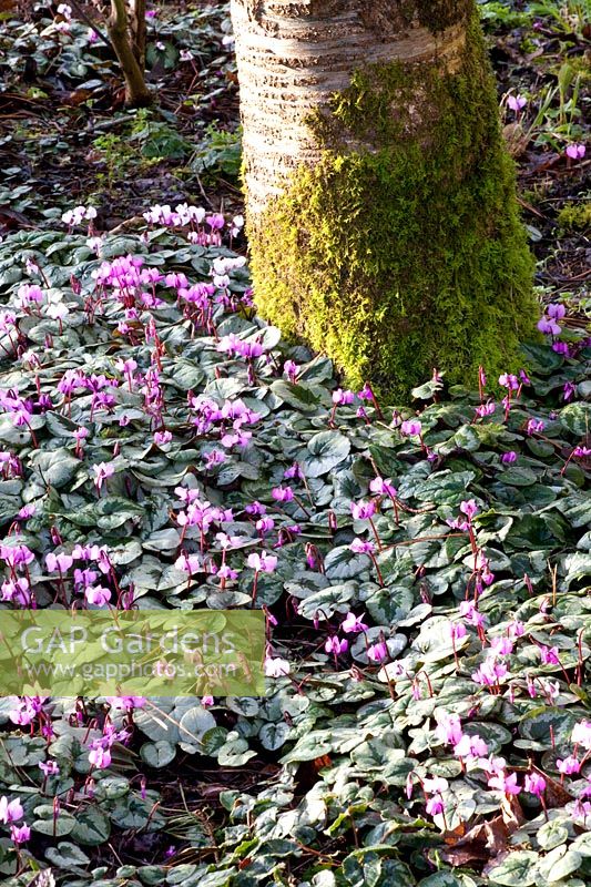 Winter cyclamen under trees, Cyclamen coum 