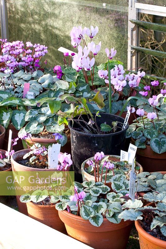 Cyclamen collection in pots in the greenhouse 