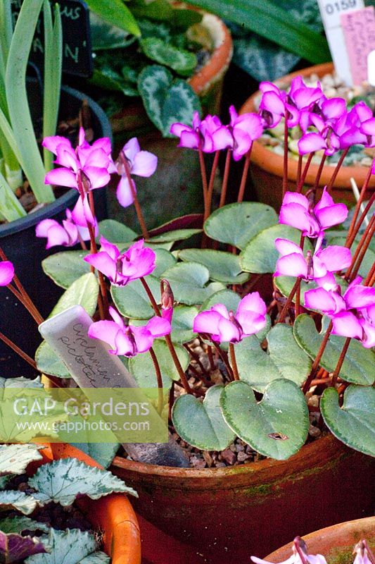 Winter cyclamen, Cyclamen coum Picotee 