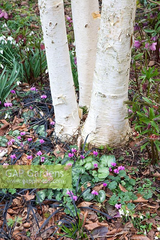Cyclamen coum under birch 