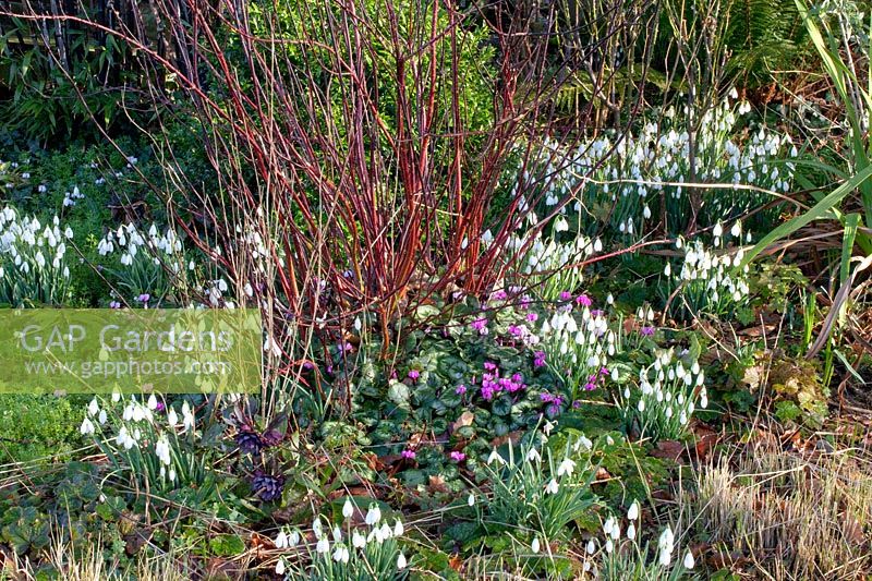 Bed with dogwood, snowdrops and winter cyclamen, Cornus sanguinea, Galanthus, Cyclamen coum 