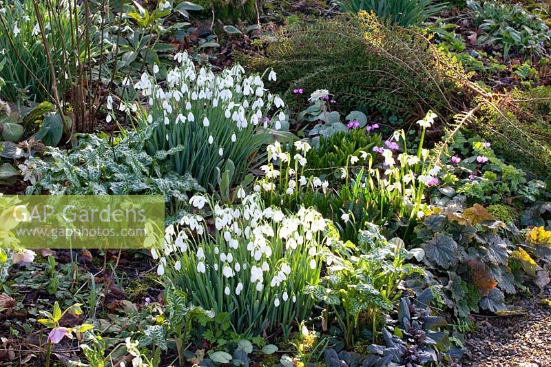 Bed with snowdrops, daffodils and winter cyclamen, Galanthus, Leucojum vernum, Cyclamen coum 