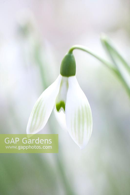 Snowdrop, Galanthus Cowhouse Green 