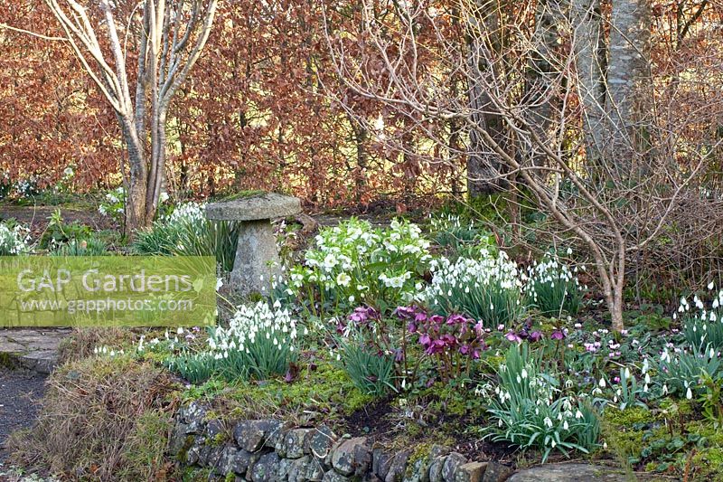 Bed with snowdrops and Lenten roses, Galanthus, Helleborus orientalis 