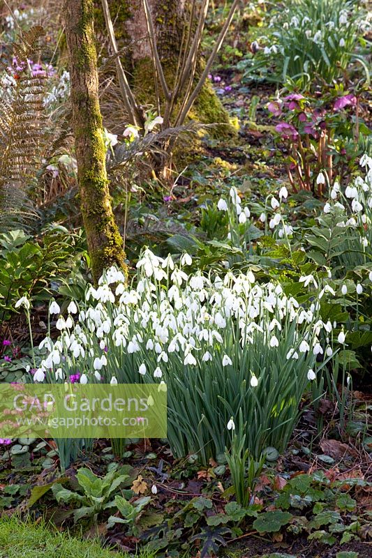 Snowdrops under trees, Galanthus 