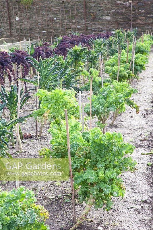 Kale and palm cabbage in winter, Brassica oleracea Pentland Brig, Brassica oleracea Nero di Toscana, Brassica oleracea Redbor 