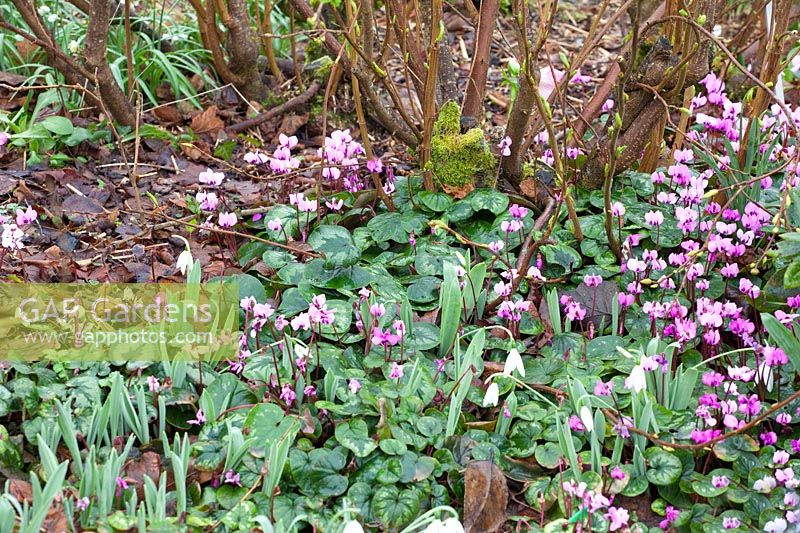 Winter cyclamen under tree, Cyclamen coum 