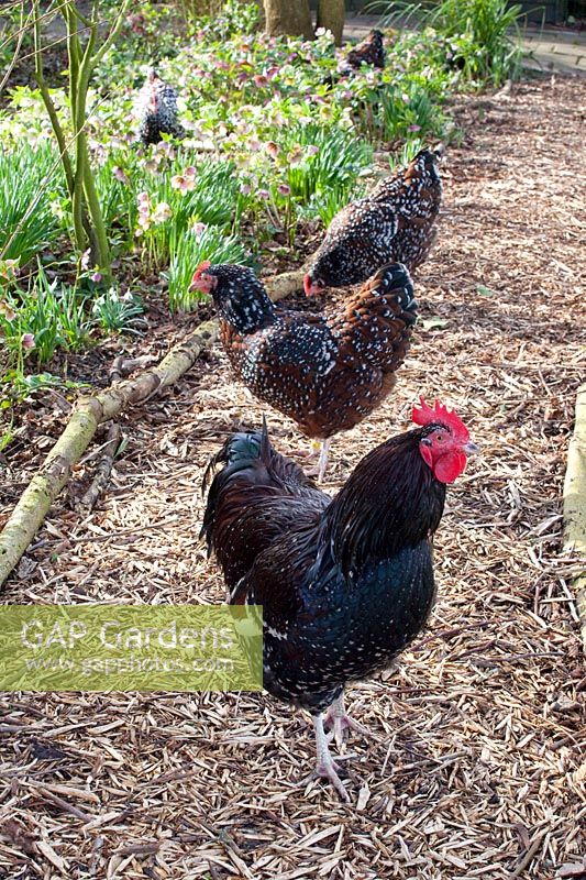 Sussex rooster and hens 