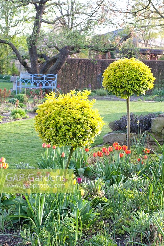 Spring garden with Euonymus standard trees, Euonymus japonicus Aureomarginatus 