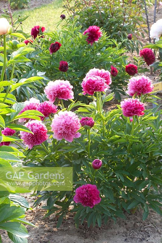 Peony, Paeonia lactiflora Peony, Paeonia lactiflora 