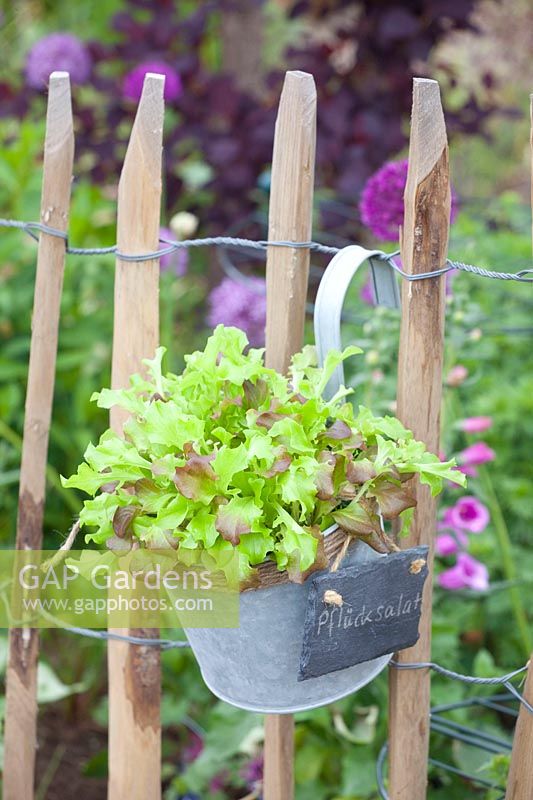 Lettuce in a hanging pot on a fence 