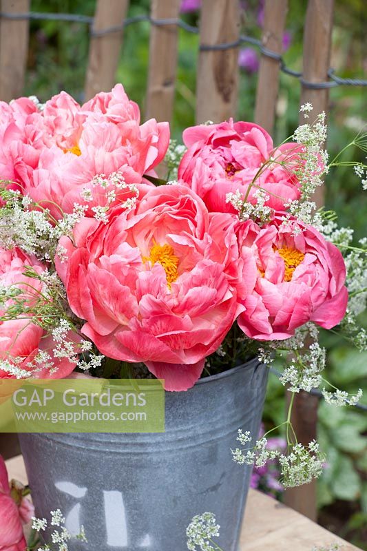 Peonies and cow parsley in vintage metal bucket, Paeonia lactiflora, Anthriscus sylvestris 