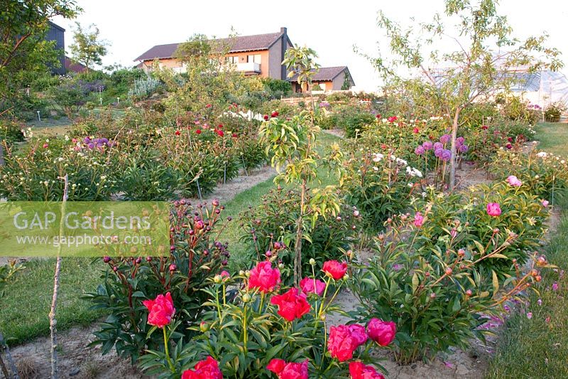 Peony Nursery Tetzlaff 