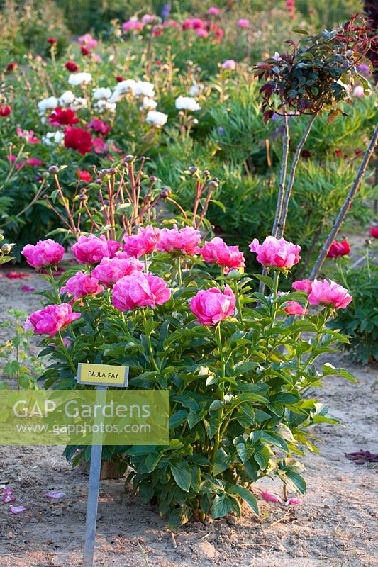 Peony, Paeonia lactiflora Paula Fay 