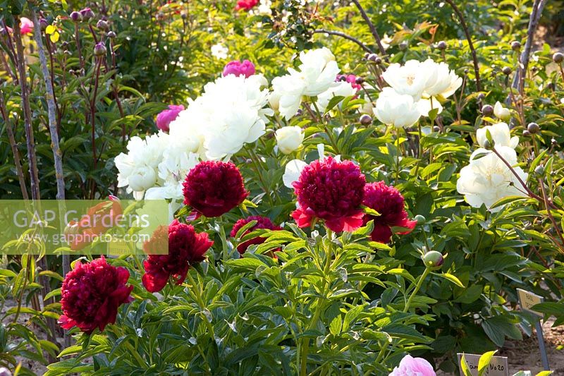 Peonies, Paeonia Yellow Breeder Plant, Paeonia lactiflora Red Charm 