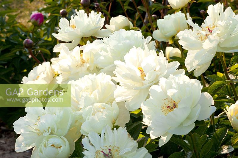 Peony, Paeonia Yellow Breeder Plant 