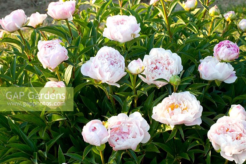 Peony, Paeonia lactiflora Serene Pastel 