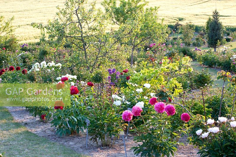 Garden with peonies 