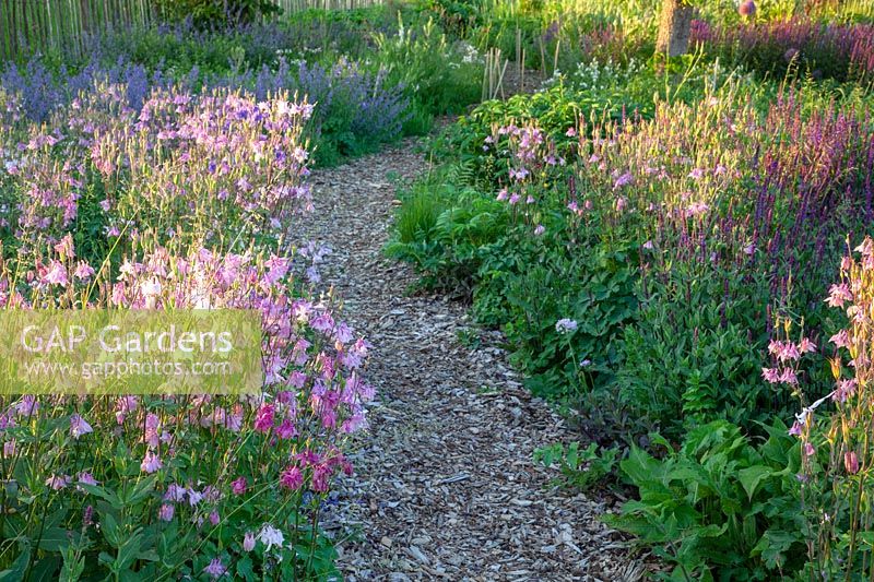 Columbines in the natural garden, Aquilegia vulgaris 